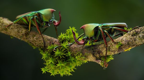 macro, scarafaggio, muschio, ramo, natura, animali