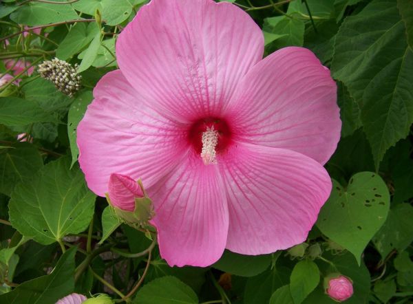 hibiszkusz, mezei szulák, virágzás, lombozat