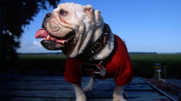 Carnívoro,cielo,perro,raza canina,buldog,rosado