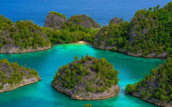 trees,landscape,sea,bay,hill,lake