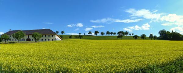 peisaj,natură,iarbă,cer,camp,copaci