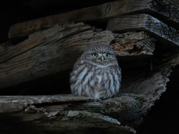 Vögel beobachten,Varese,Raptoren,Birdwatcher,Civetta,Athenenoctua