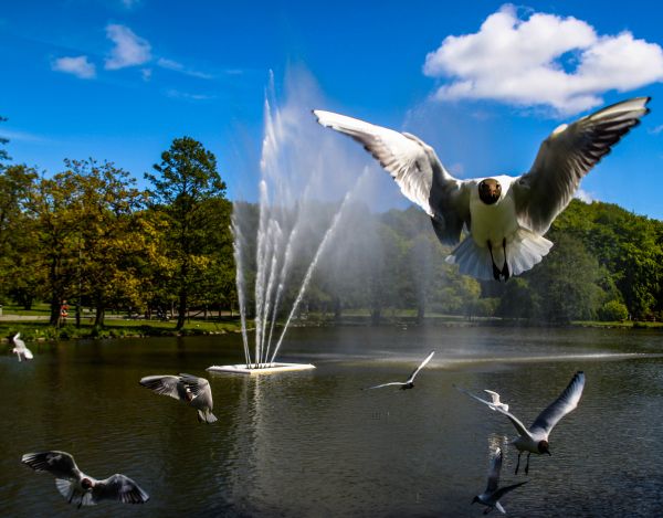 wild,water,meer,vogel,vogelstand,vliegend