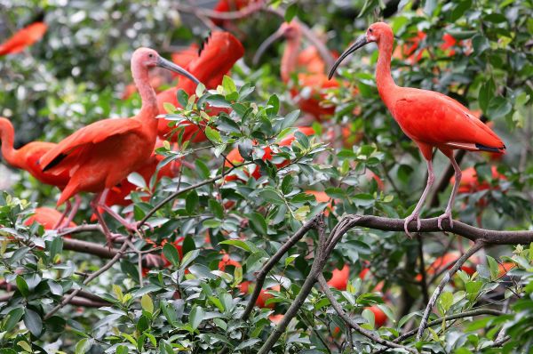 des oiseaux, branches, 4964x3296 px, ibis, feuilles