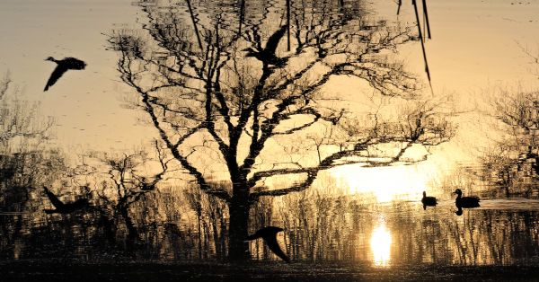 birds, water, sunlight, landscape, sunset, nature