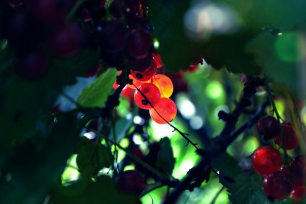 rojo,luz de sol,Plantas,macro,rama,Fruta