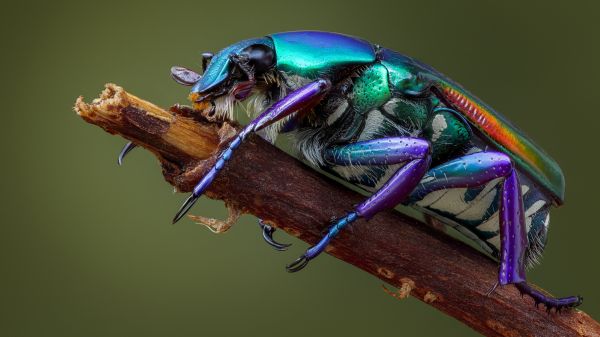 macro,scarafaggio,ramo,natura,insetto,animali