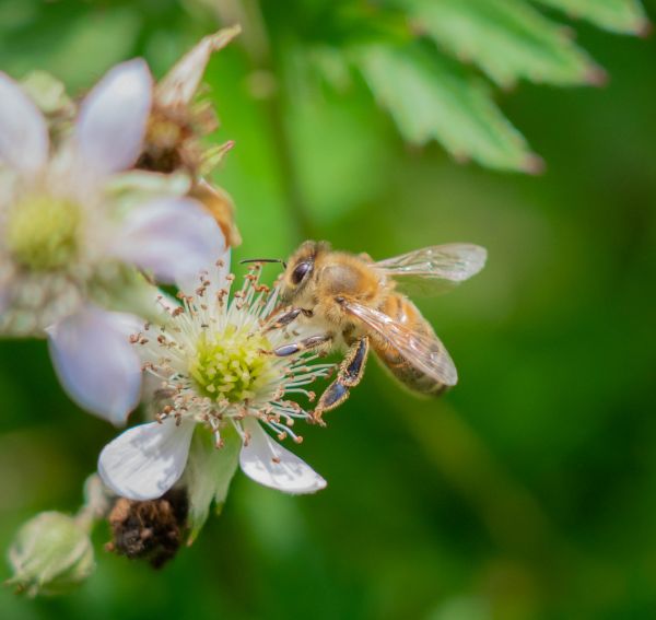 fleur,plante,pétale,Pollinisateur,insecte,arthropode