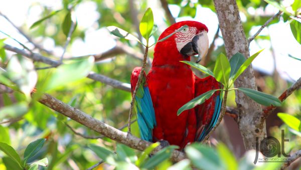 aves,Árboles,naturaleza,loro,rama,verde