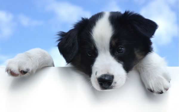 anjing,Border Collie,Gembala Australia,melihat,anak anjing,latar belakang