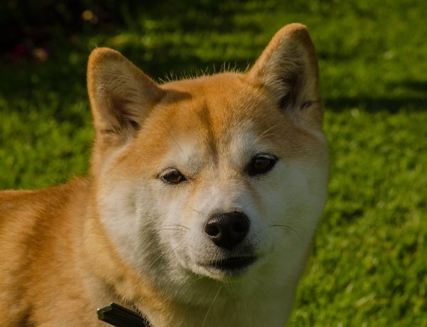 kníry,tráva,Pes,Shiba Inu,Scania,Švédsko