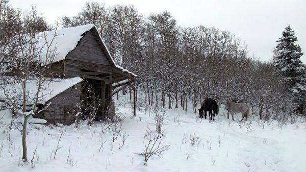 celeiro,Unforgiven Movies,filmes,Stills de filme,neve,cavalo