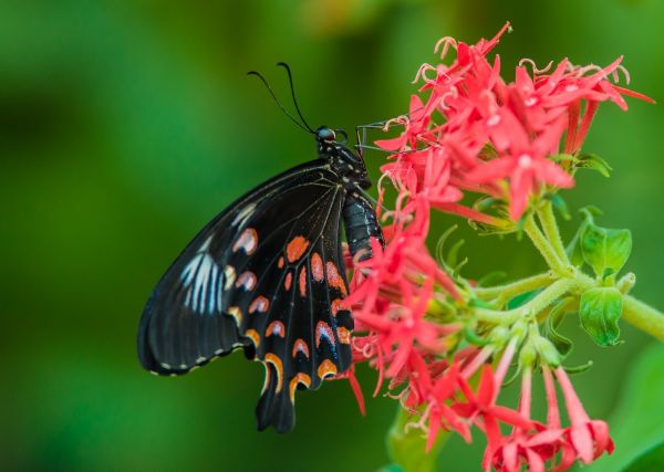 animaux, la nature, les plantes, Macro, papillon, insecte