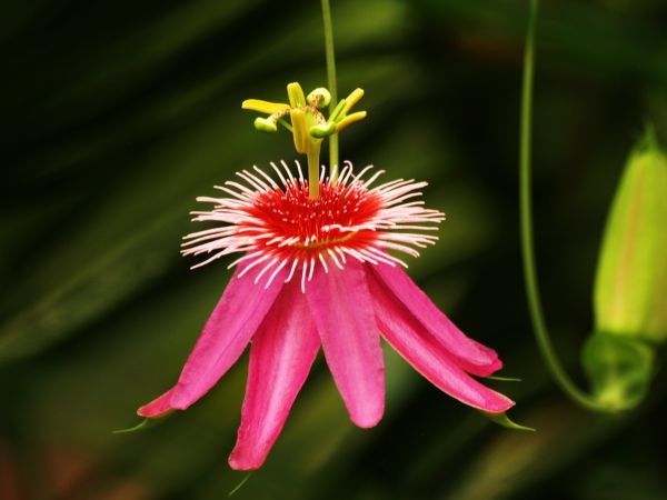 natureza,Macro,tropical,pólen,Flor,fechar-se