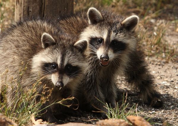 Vahşi hayat,Bıyık,fauna,Hayvanlar,doğa,Rakunlar