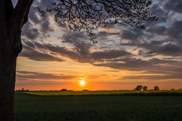 sollys,landskap,solnedgang,natur,himmel,gress