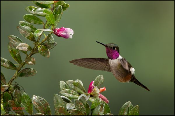 flor,pájaro,lluvia,bosque,jardín,Mosca