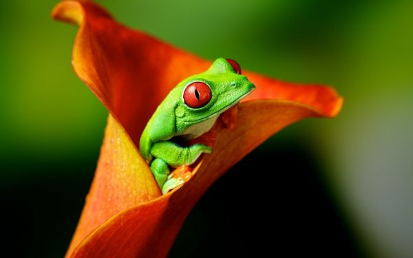 hewan,katak,amfibi,Red Eyed Pohon Frogs,bunga-bunga,1920x1200 px