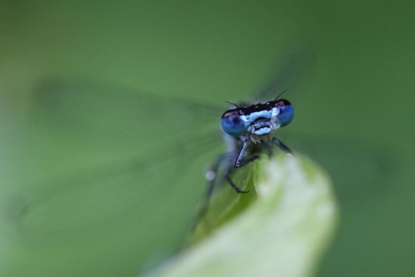 animals, nature, photography, macro, insect, eyes