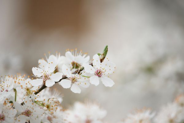 natură,fotografie,ramură,floare de cires,inflori,arc