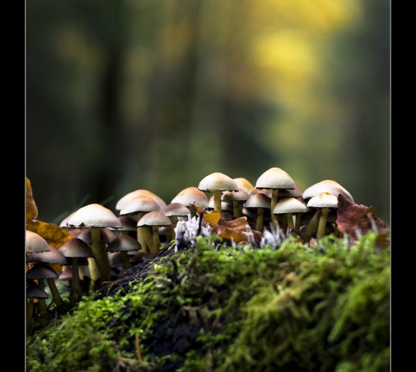 Licht, Schatten, Holz, Bäume, braun, schwarz