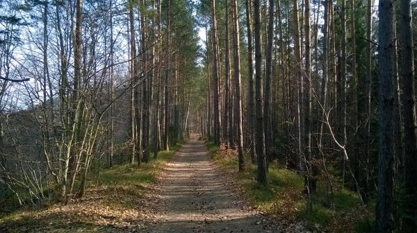 natuur,Tsjechische Republiek,Bos