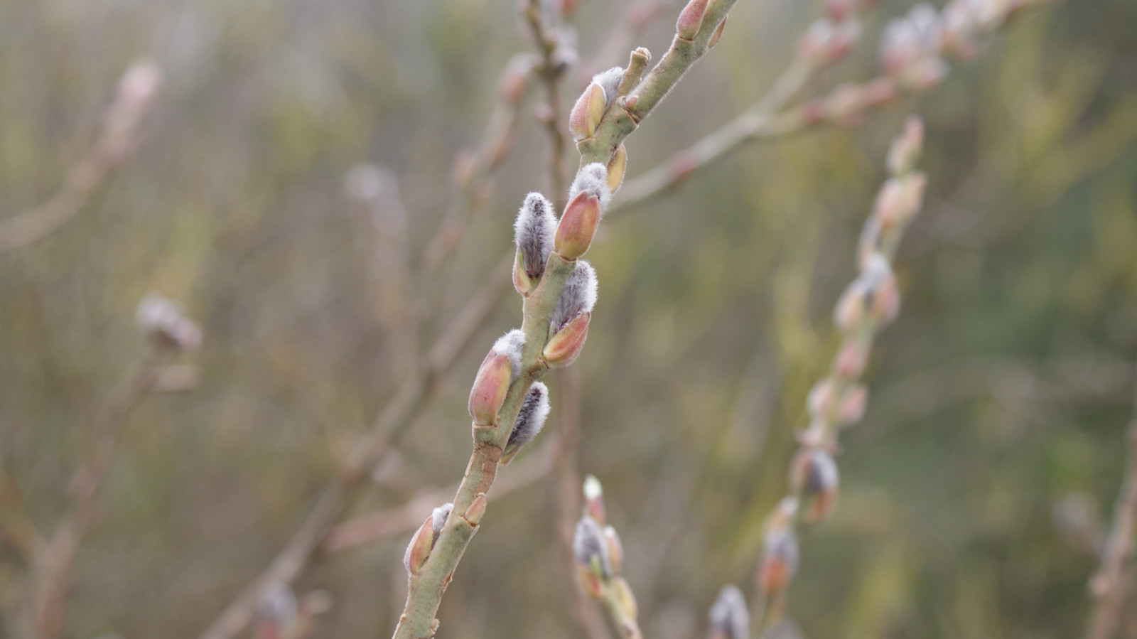 Pont naturel, les plantes, paysage, la photographie