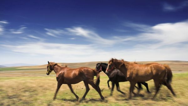 paisaje,césped,estepa,pradera,Animales,caballo