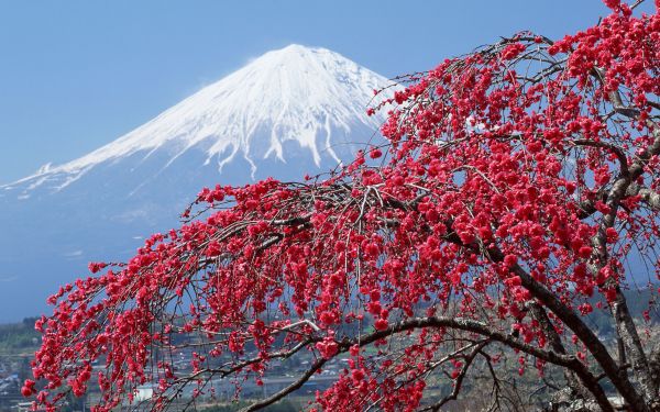 Japón,naturaleza,montañas,rama,árbol,otoño