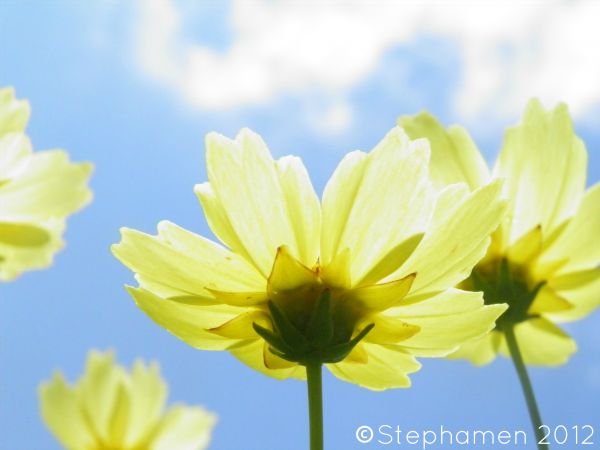 blomster,lukkede øyne,himmel,gule blomster,gul,blomst