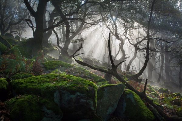 luce del sole,paesaggio,foresta,buio,natura,fotografia