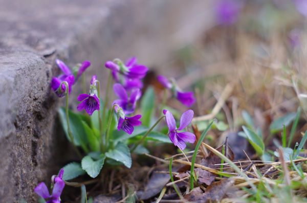 mniszek lekarski,Jaśmin,spring flower,wiosna