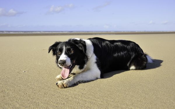 anjing,Border Collie,binatang menyusui,pasir,berbohong,bertulang belakang