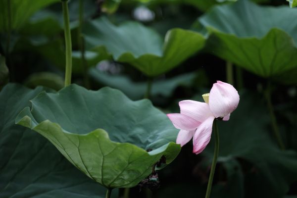 mưa, màu xanh lá, Tokyo, Hoa sen, Fujifilm, Lá