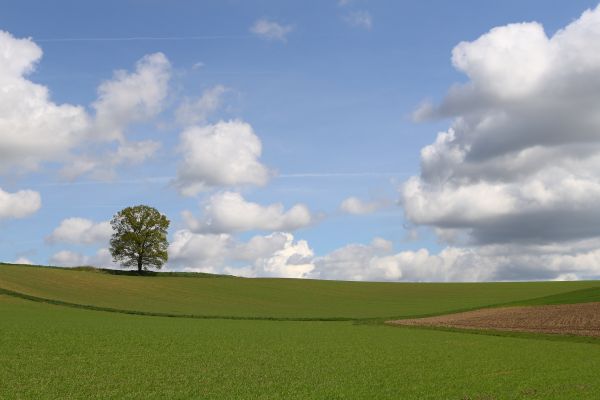 ciel,nuage,arbre,la nature,champ,vert