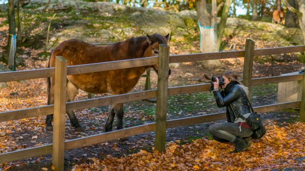 paysage,tomber,visage,gens,animaux,portrait