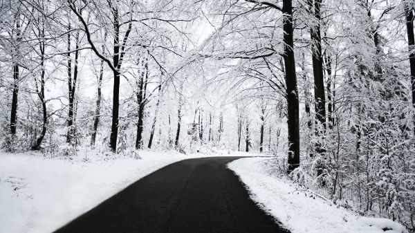 strada,asfalto,turno,legna,la neve,alberi