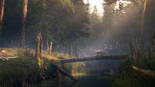 menanam,suasana,Natural landscape,kayu,pohon,air