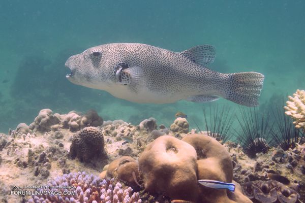 залез,море,вода,лодка,риба,зелен