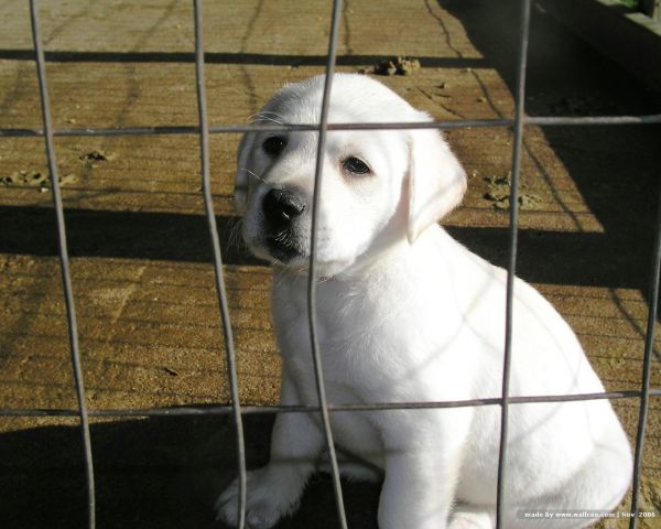 blanc,chien,Labrador,Labrador Retriever,chiot,cellule