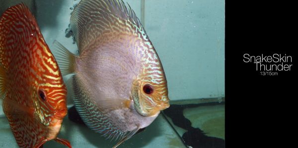 2000x998 px,Discus Fish