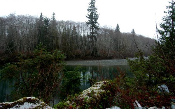 Árboles,bosque,lago,agua,madera,río