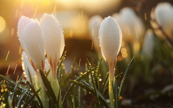 blomster,knopper,dråber,forår,vintergækker,Sol