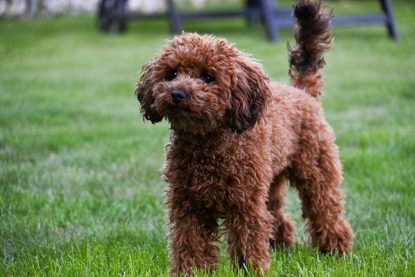 dwarf poodle,Pudel,Hundstage,Hund,Hund Mädchen,Doge