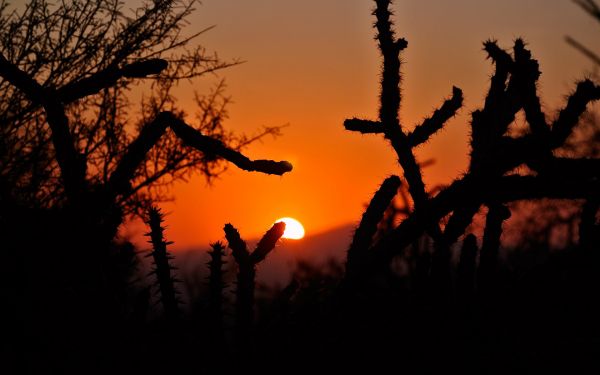 cactus,amanecer,naturaleza,silueta