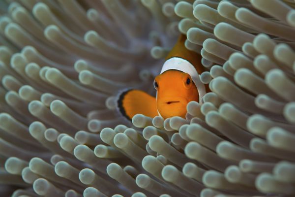 Clownfish,jednoduché pozadí,Ryba,mořský život