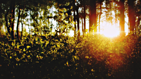 naturaleza,bosque,Sol,luz de sol,Árboles