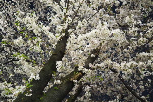 Japon, aliments, branche, fleur de cerisier, fleur, Stylo