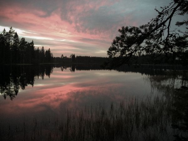 światło słoneczne, drzewa, krajobraz, las, zachód słońca, spadek