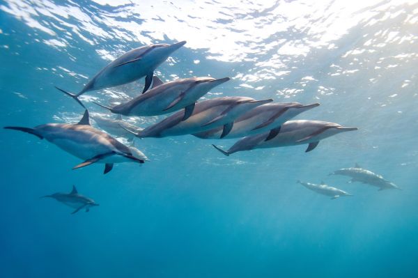 mer,eau,dauphin,la biologie,Hawaii,océan